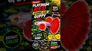 Platinum red dumbo ear guppy fish update 🥰🐟 #shorts #trending #viral #YouTube shorts #fish #vlog