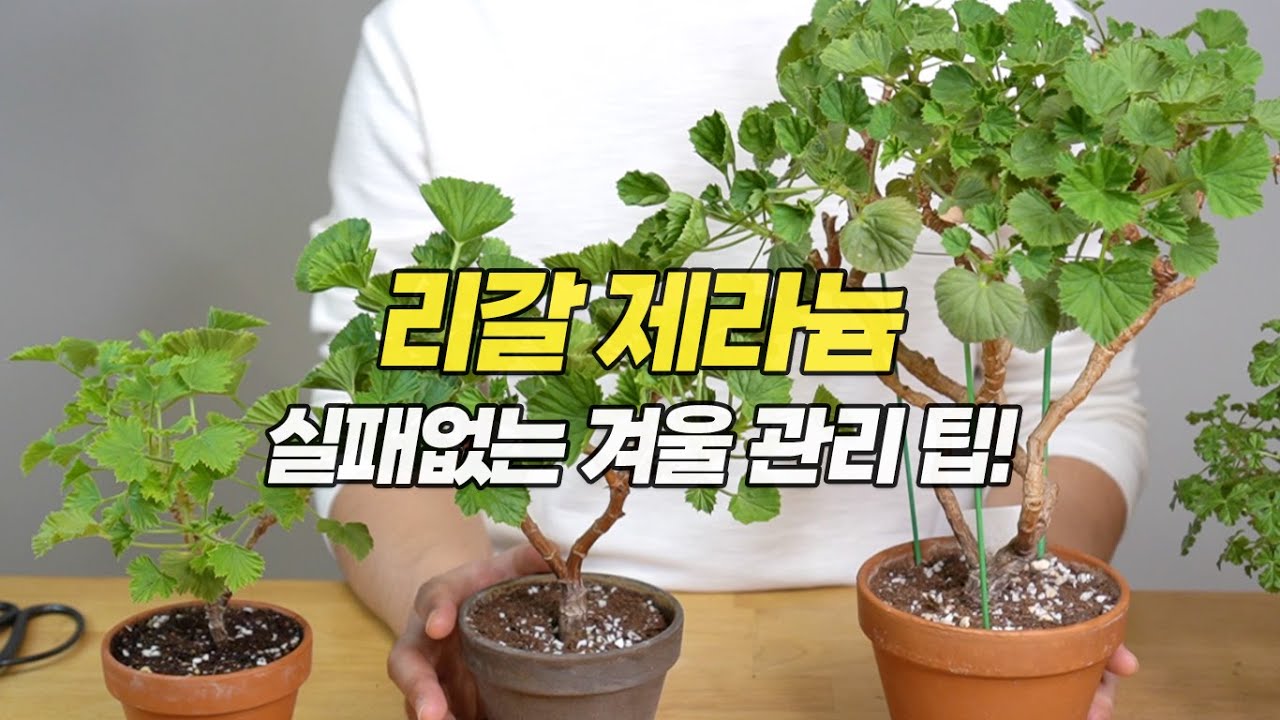 리갈계 제라늄 실패없이 겨울나기 / 꽃 잘피우기 / 저온처리 관리법 - 실내 정원 HomeGardening#pelargonium