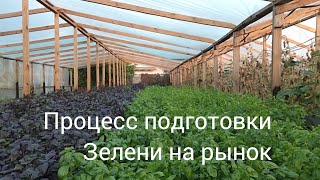 Процесс подготовки Зелени на рынок в домашних условиях. Продажа зелени.