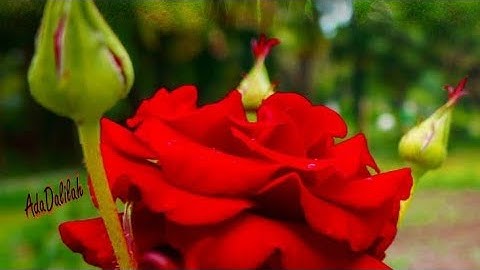 (( من خشي الرحمن بالغيب )) | تلاوة ابداعية من سورة ق | بصوت : يوسف الصغير |🌿