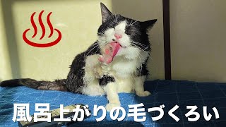 ♨ASMR風呂上がりに毛づくろいする猫の音#177