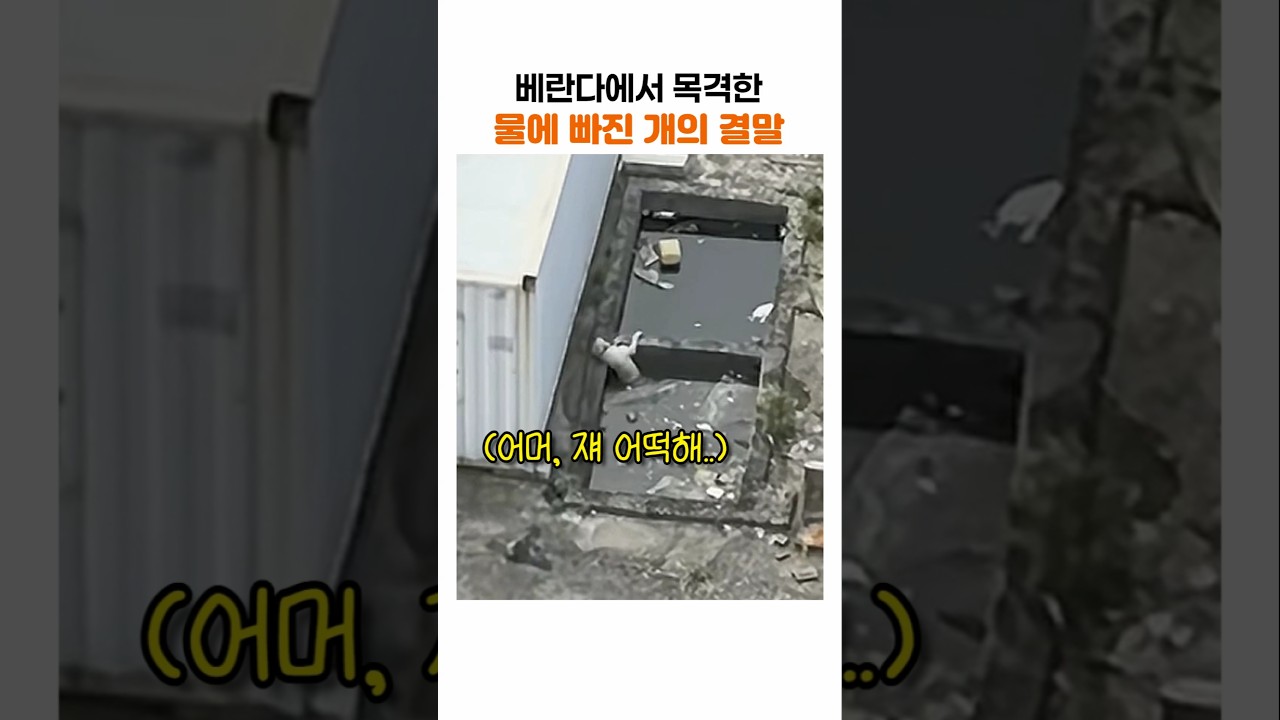 자신을 구해준 사람에게 개가 보여준 행동