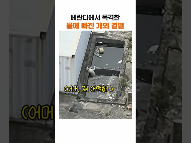 자신을 구해준 사람에게 개가 보여준 행동