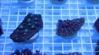 Coral Frag Pack