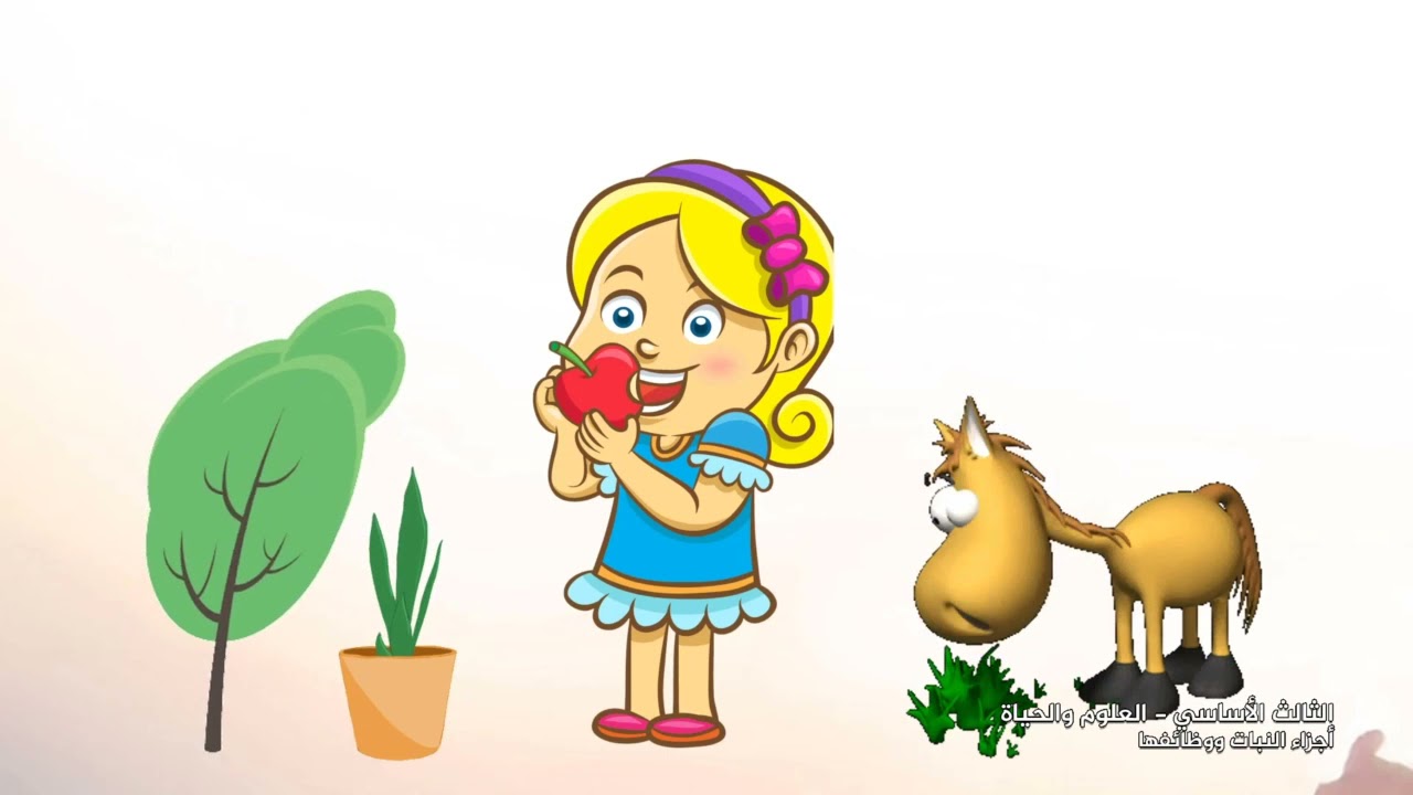 -2021- العلوم والحياة | الوحدة 1 | أجزاء النبات ووظائفها | الدرس 1 | الصف 3 | الفصل 1