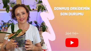 Donmuş Orkidemin Son Durumu  | Donmuş Orkidem Coştu Yakın da Keiki Ayıracağız