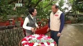 【草根菩提】預告 - 20140425 - 368出去走走 - 香山飄香