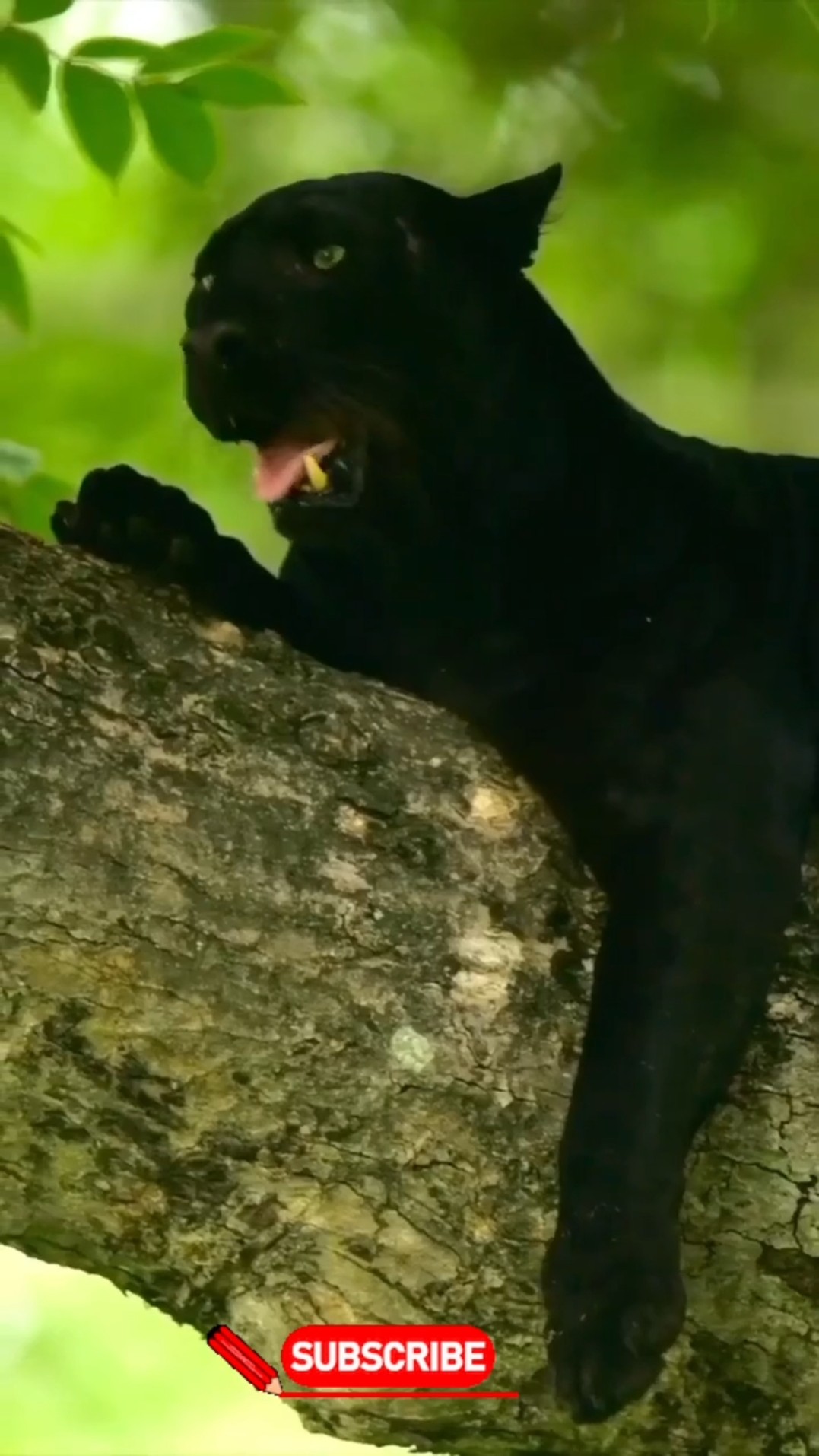 🐦Bird लवर - ShareChat