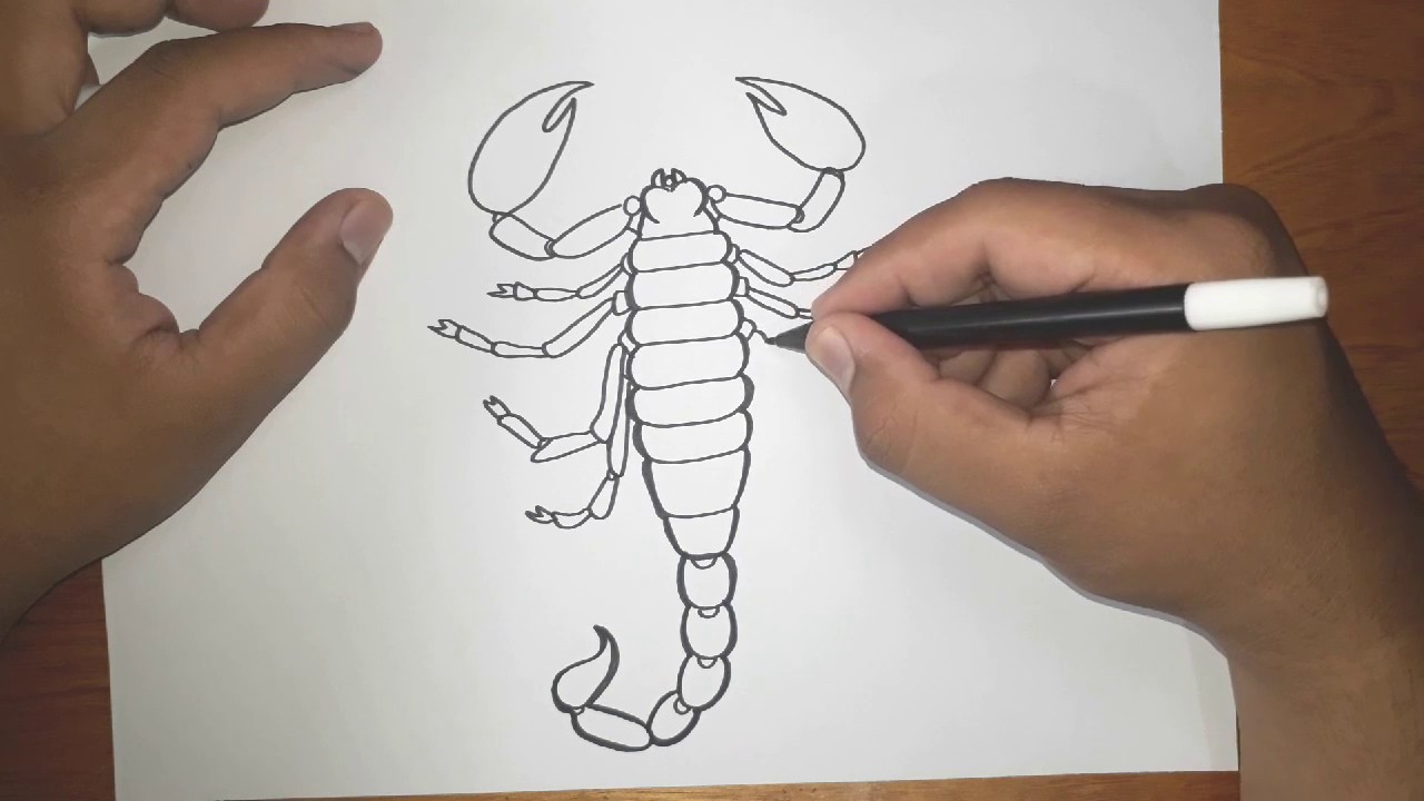 How To Draw a Scorpion  Sketch Tutorial  YouTube