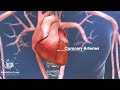 Coronary angioplasty 3d medical animation  by dandelion team