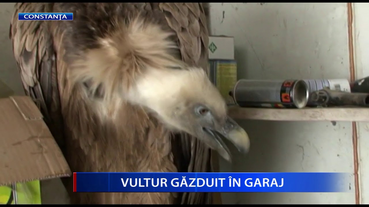 Ce tipuri de papiloame Adult taur vultur