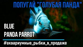 Попугай ГОЛУБАЯ ПАНДА (Blue Panda Parrot) | Сапфировый мини-попугай в аквариуме