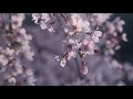 吉野水分神社の枝垂れ桜〜上千本からの夕日