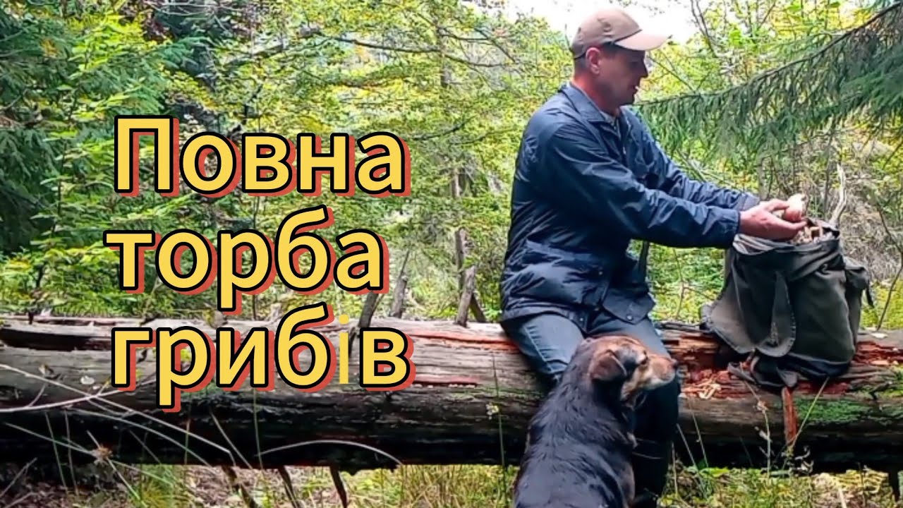 Заблукав у темному лісі, але знайшов повну торбу грибів.