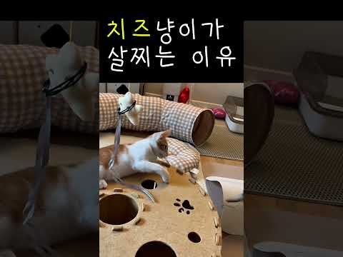 참이만 살찌는 데는 이유가 있었습니다🤣