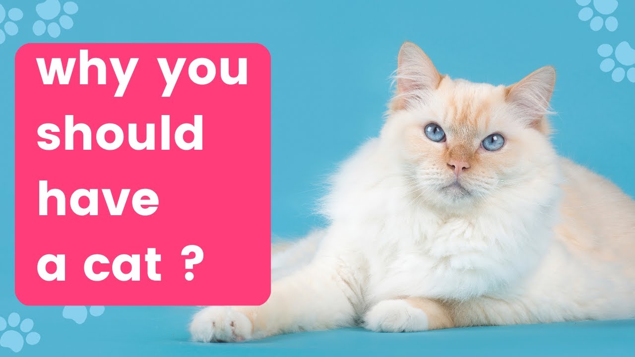 Top ten reasons why people should have a cat Cat Benefits YouTube