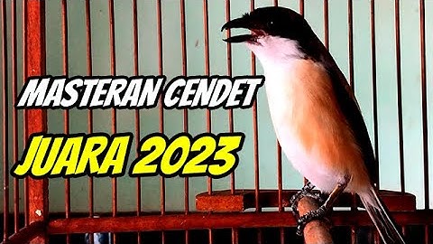 PENTET GACOR ISIAN TEMBAKAN PANJANG ❗️ MASTERAN CENDET GACOR TEMBAKAN KERAS 100% AMPUH BIKIN EMOSI