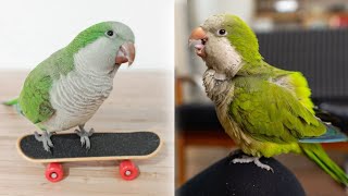 Monk Parakeet Talking & Sounds | Quaker Parrot Talking & Sounds | Parakeet Singing & Laughing by Pet Birds 2,534 views 2 years ago 4 minutes, 36 seconds