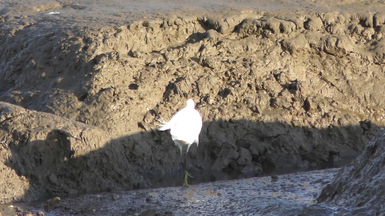 airshow schedule upload Little Egret all fluffed up bird RSPB Titchwell Norfolk 14nov18 149p