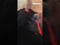 Drone footage shows volcanic activity on Italy's Mount Etna