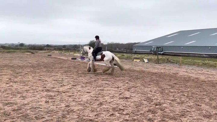 Nina & High Meadows Billy Novice BD37 A