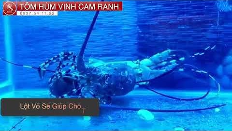 TÔM HÙM BÔNG LỘT VỎ NHƯ THẾ NÀO?| TÔM HÙM BÔNG BETOM | TÔM HÙM BETOM 049