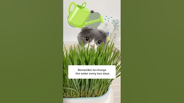 Grow Cat Grass Effortlessly With This!😻