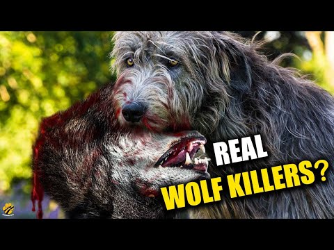 Video: Hebben Ierse wolfshonden wolven gedood?