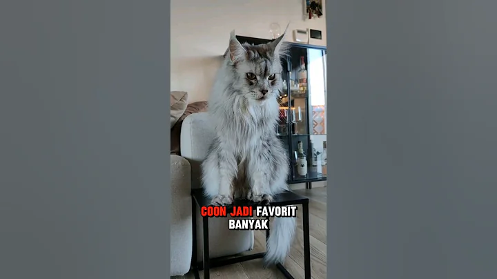 Video 7046991: kucing maine coon cat, maine coon catlover