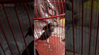 Download Lagu Feeding bird takur ungkut latih makan voer MP3