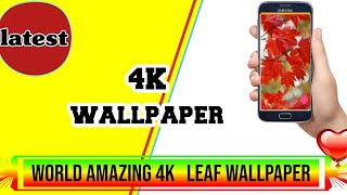 4K Ultra HD leaf wallpaper free. screenshot 1