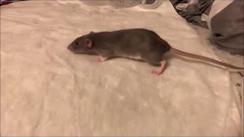 Rat Walking Plantigrade Slow Motion