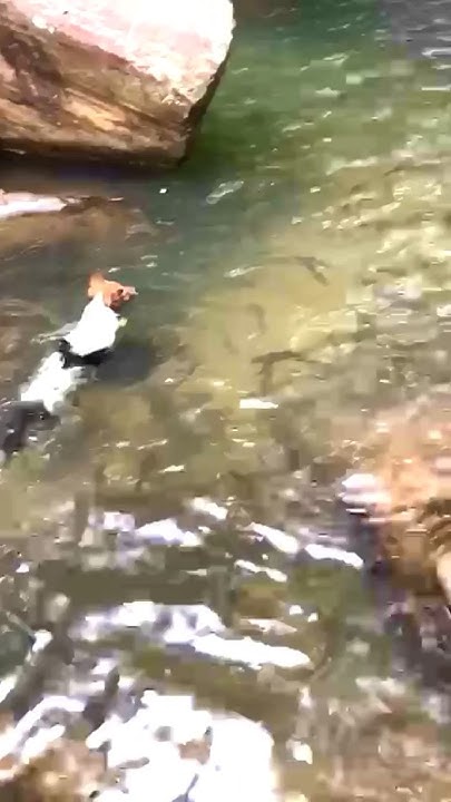 dog-vs-piranha-fish-can-dog-survive-dog-nature-river-piranha