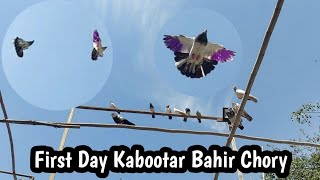 Rana Bhai Ny First Day Kabootar Bahir Nikaly Hashim Mahmood Pigeons