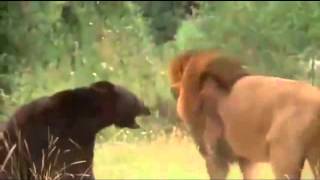 Lion Farts On A Grizzly