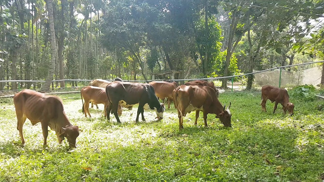 Desi Cattle Feeding at Madhavi Farms YouTube