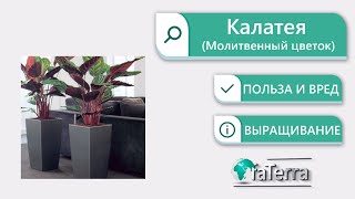 Калатея – секреты выращивания. Прихотливый молитвенный цветок.