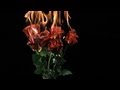 Free slow motion footage burning roses