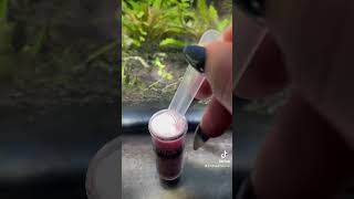 How to remove dangerous, blue green algae from your aquarium ￼