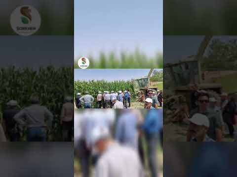 برگزاری همایش معرفی بذر ذرت دکالب آمریکایی و بذر ذرت مای اگروئست رقم 7381