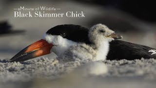 A Minute of Wildlife - Black Skimmer Chick