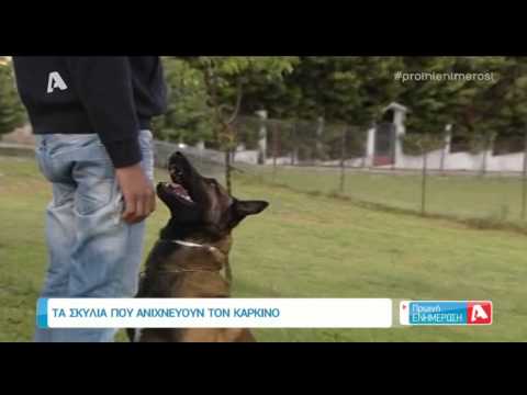 Βίντεο: Καρκίνος μύτης (Χονδροσάρκωμα) σε σκύλους