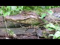 Caiman crocodilus | Caimán de anteojos