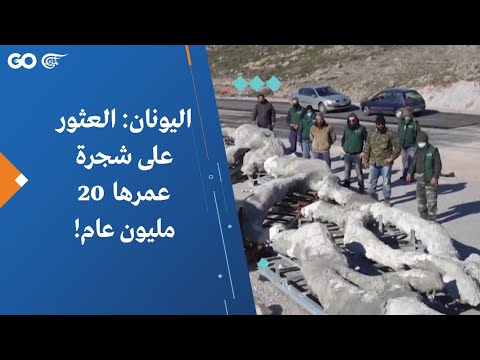 اليونان: العثور على شجرة عمرها 20 مليون عام!