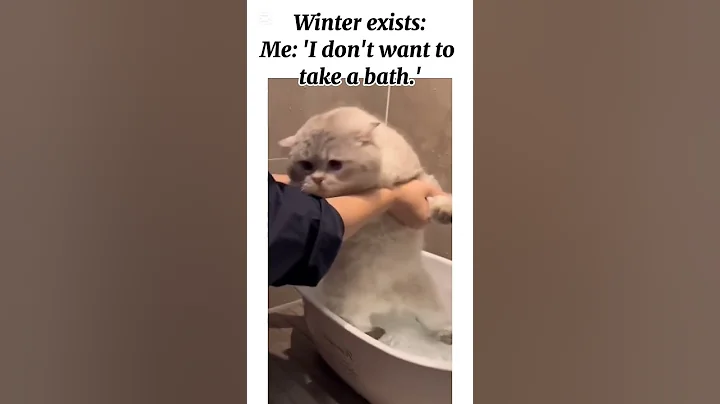 Watch the video about Relatable?#cat#shortvideo#ytshorts#cute#viralvideo#trending#explore#funny#foryou#reels#catlover#pets