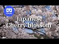 VR180  桜 満開 Japanese Cherry blossom SAKURA