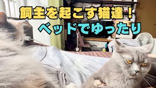 飼主を起こす猫達がベッドでゆったり〜起きるまで遊んだり寝たりする猫達