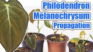 How To Propagate Philodendron Melanochrysum