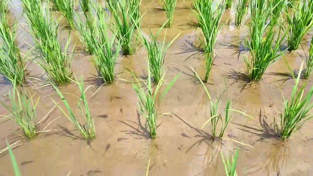 現在の田んぼの様子、中干し始めます - YouTube