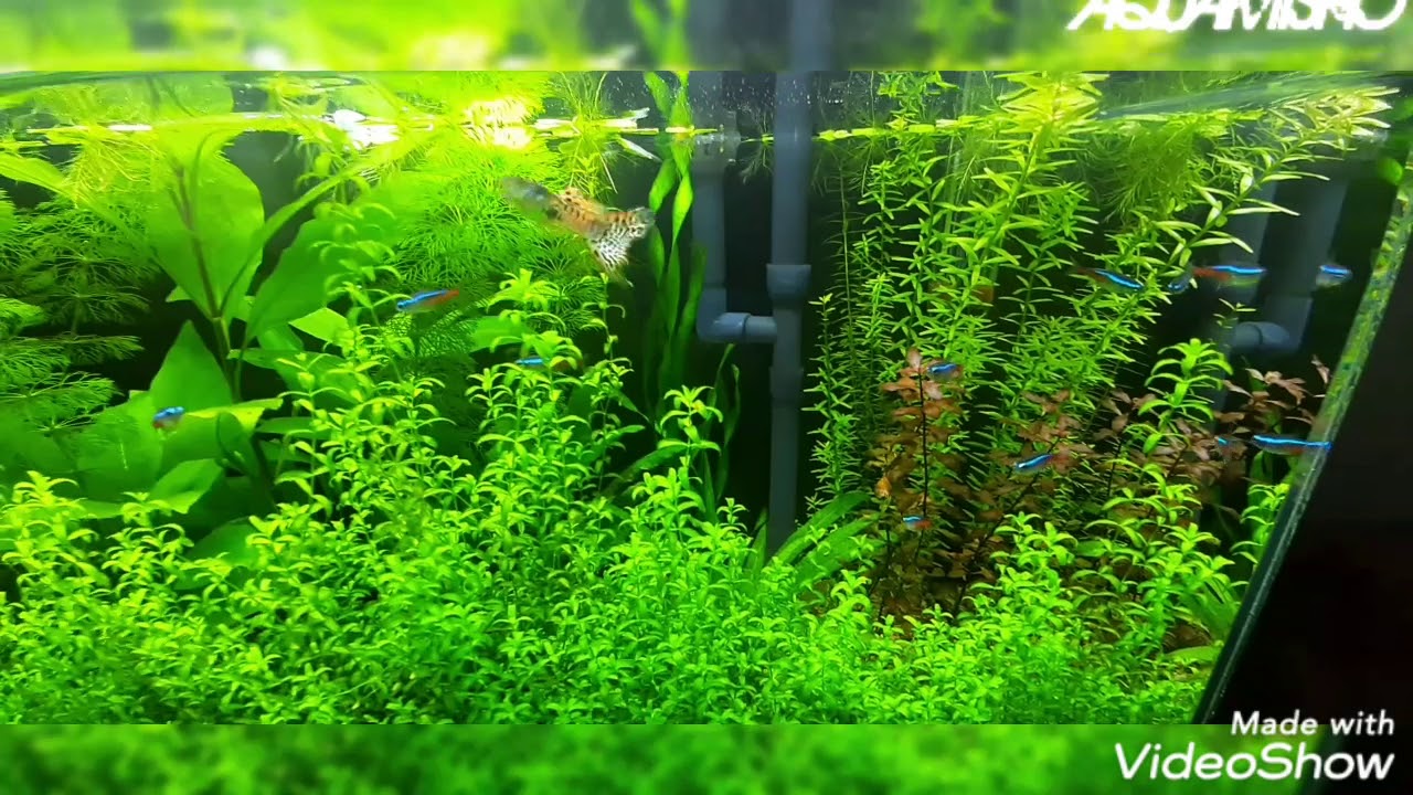 2021 Neontetra 2021 Neontetra